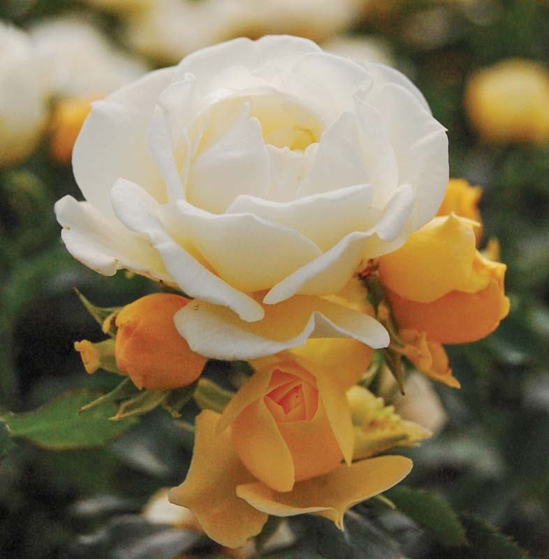 Rosa Popcorn Drift® (Groundcover Rose)